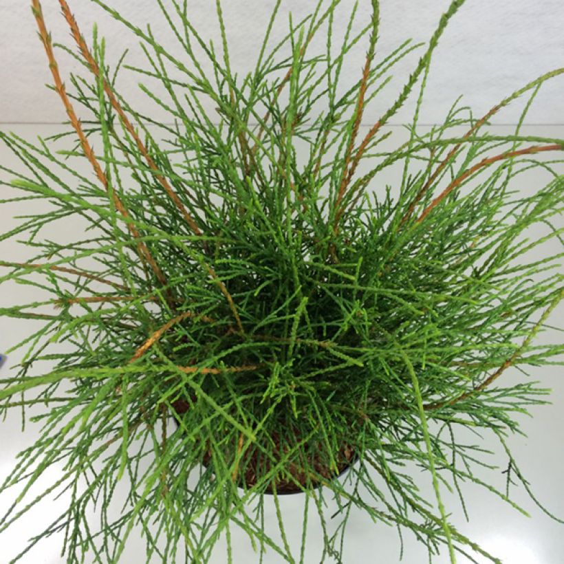 Thuja occidentalis Filiformis - Westerse levensboom (Foliage)