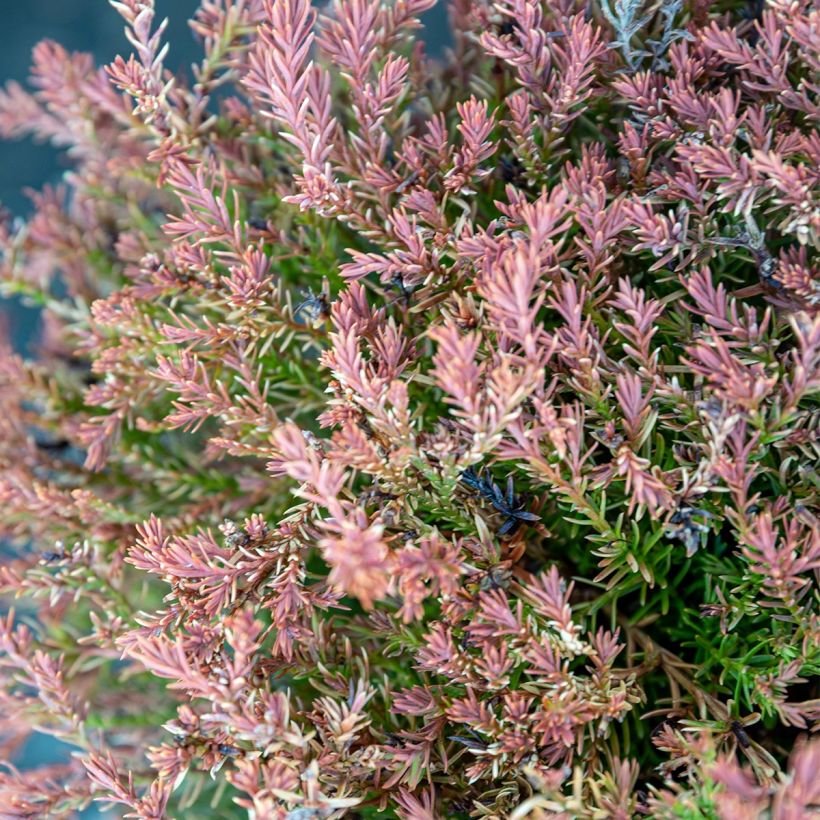 Thuja occidentalis Fire Chief - Westerse levensboom (Foliage)