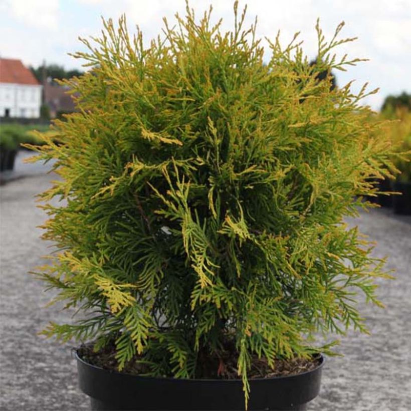 Thuja occidentalis Golden Globe - Westerse levensboom (Plant habit)