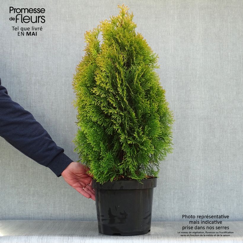 Exemplaar van Thuja occidentalis Golden Smaragd - Westerse levensboom Pot van 7,5 l/10 l zoals geleverd in de lente