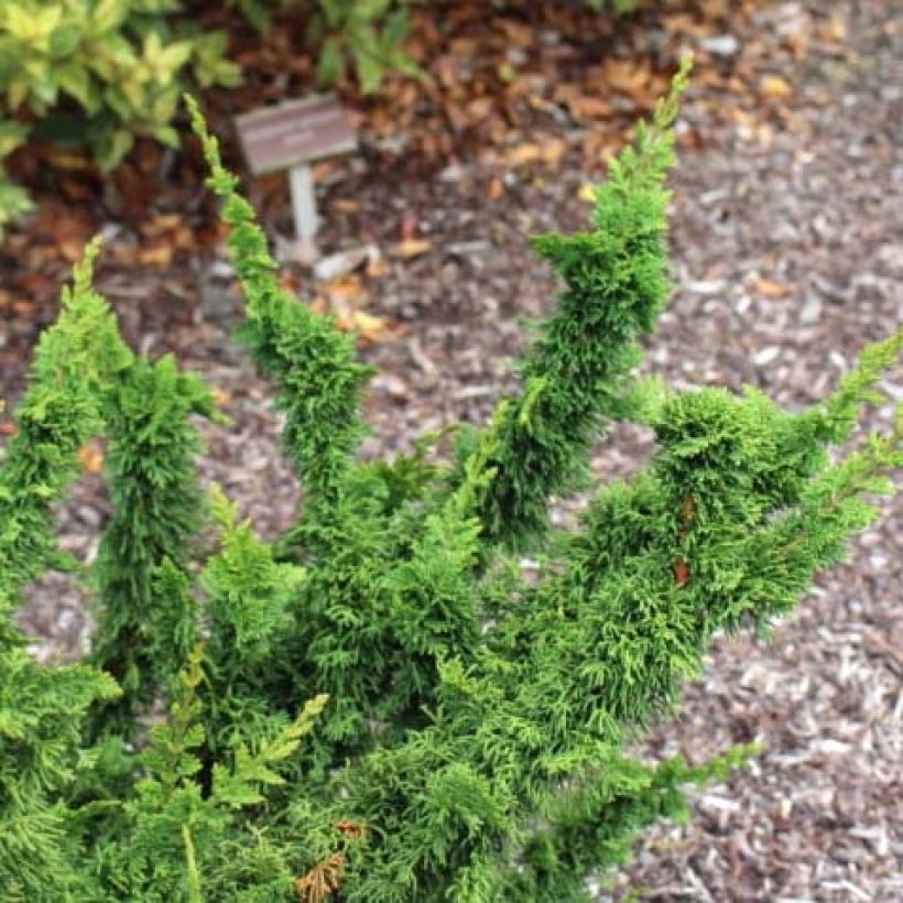 Thuja occidentalis Malonyana Holub - Westerse levensboom (Foliage)