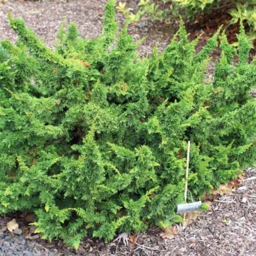 Thuja occidentalis Malonyana Holub - Westerse levensboom (Plant habit)