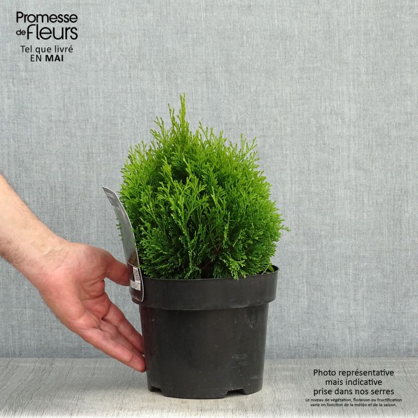 Exemplaar van Thuja occidentalis Miky - Westerse levensboom Pot van 2 l/3 l zoals geleverd in de lente