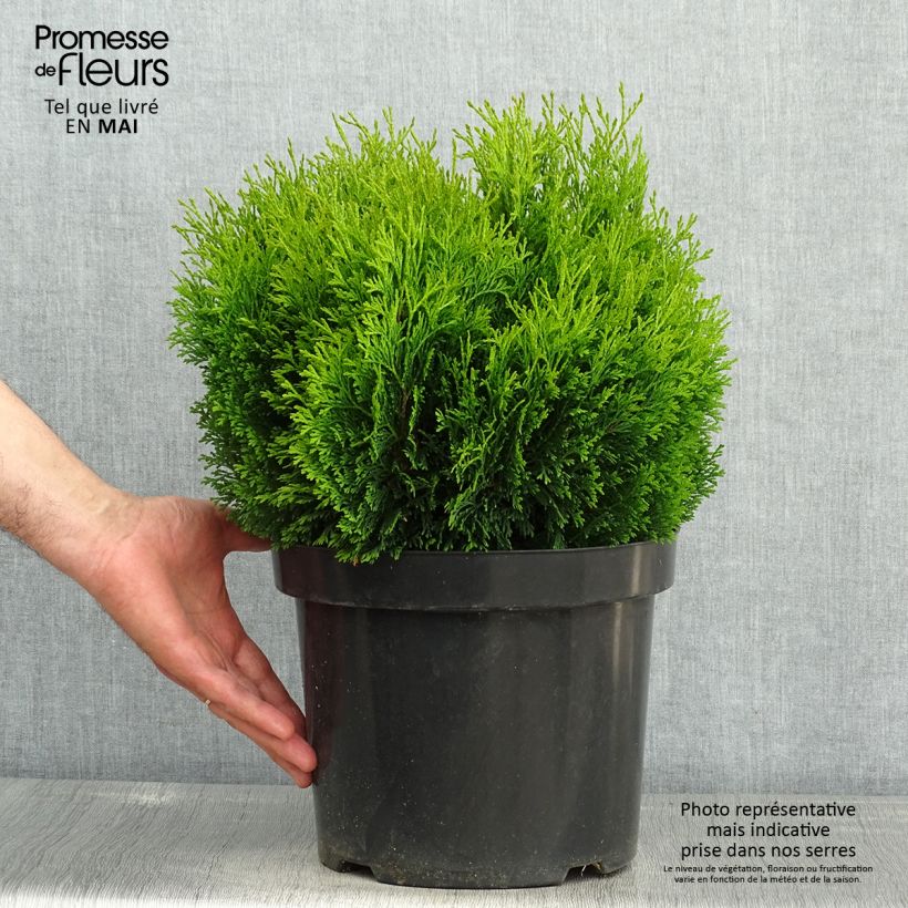 Exemplaar van Thuja occidentalis Miky - Westerse levensboom Pot van 7,5 l/10 l zoals geleverd in de lente