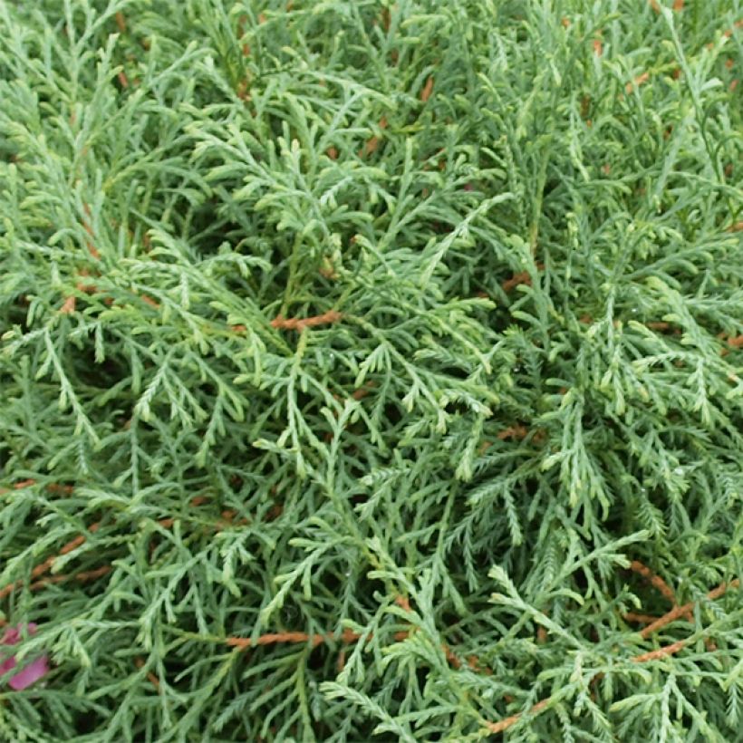 Thuja occidentalis Mr Bowling Ball - Westerse levensboom (Foliage)