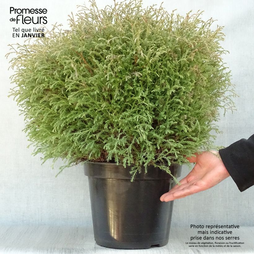 Example of Thuya du Canada - Thuja occidentalis Mr Bowling Ball Pot van 7,5 l/10 l as you get in hiver