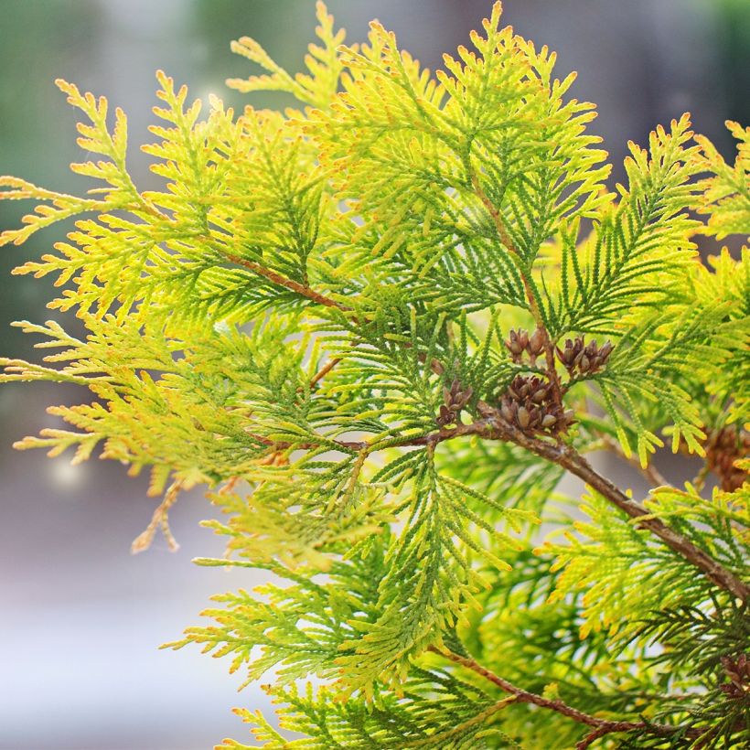 Thuja occidentalis Salland - Westerse levensboom (Foliage)