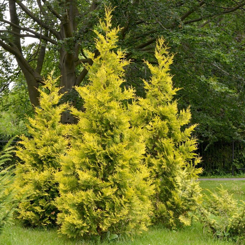 Thuja occidentalis Salland - Westerse levensboom (Plant habit)