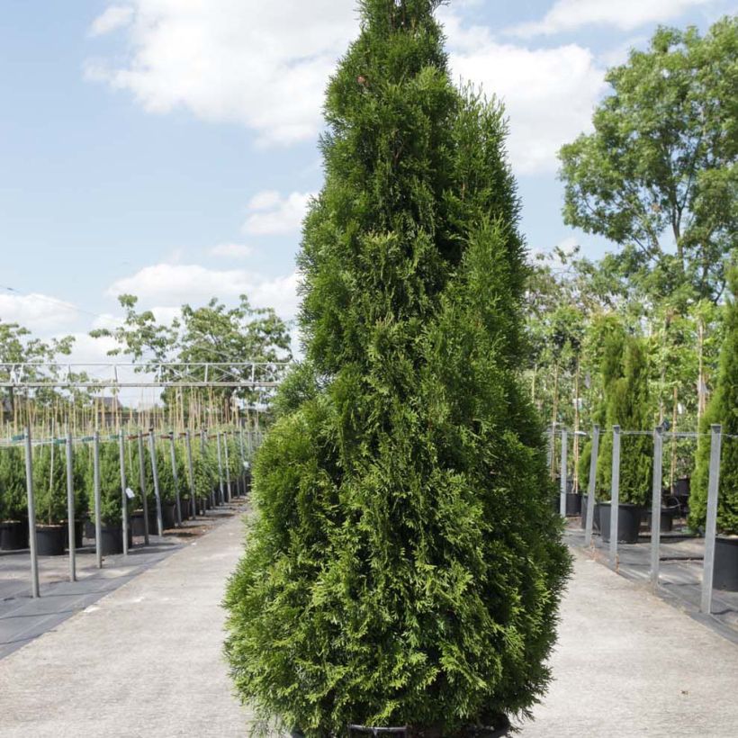 Thuja occidentalis Smaragd - Westerse levensboom (Plant habit)
