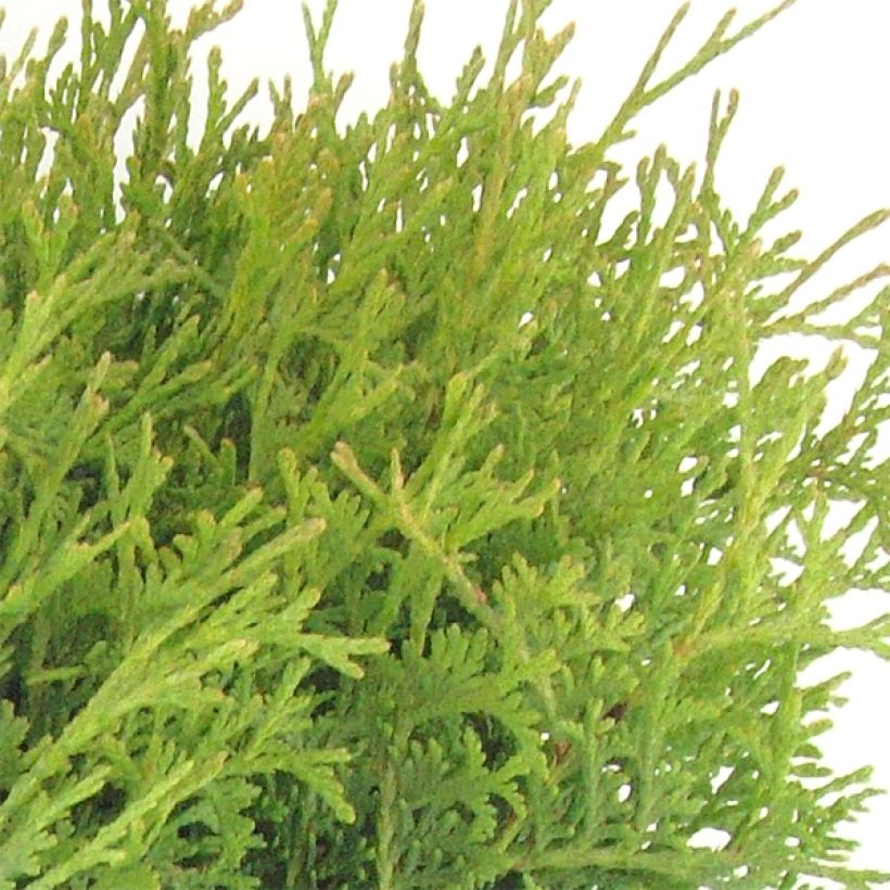 Thuja occidentalis Tiny Tim - Westerse levensboom (Foliage)