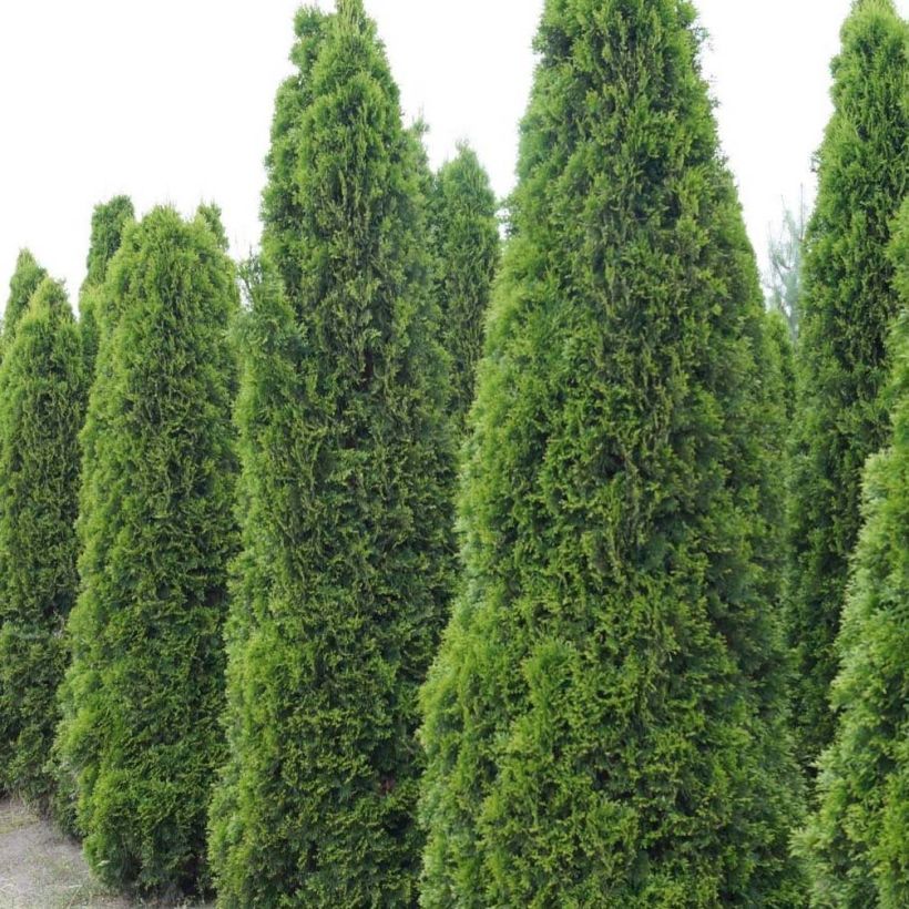 Thuja occidentalis Totem Smaragd - Westerse levensboom (Groeiplaats)