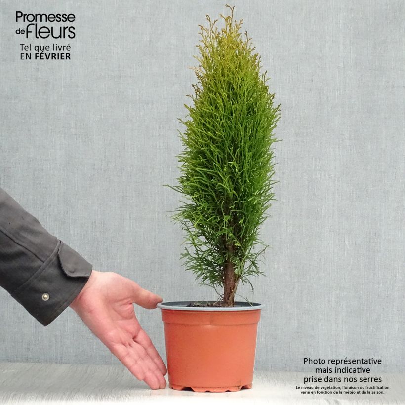 Exemplaar van Thuja occidentalis Totem Smaragd - Westerse levensboom Pot van 2 l/3 l zoals geleverd in de winter
