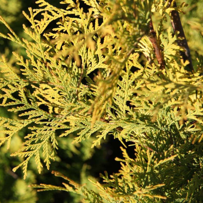 Thuja occidentalis Yellow Ribbon - Westerse levensboom (Foliage)