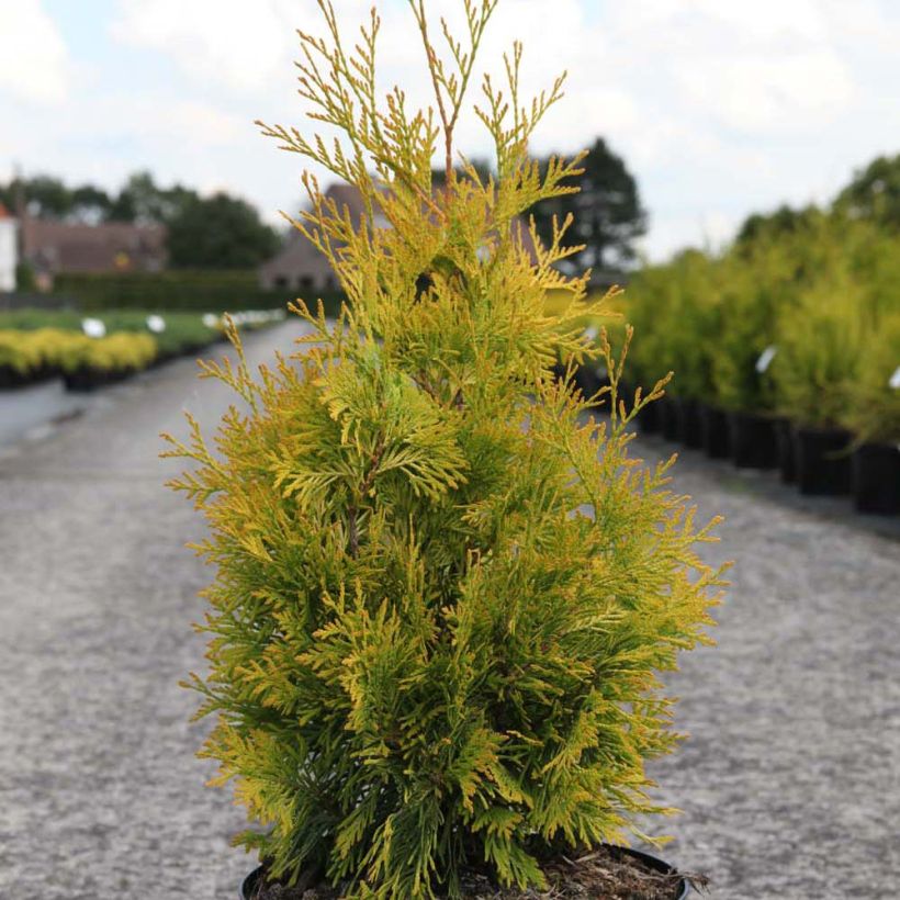 Thuja occidentalis Yellow Ribbon - Westerse levensboom (Plant habit)