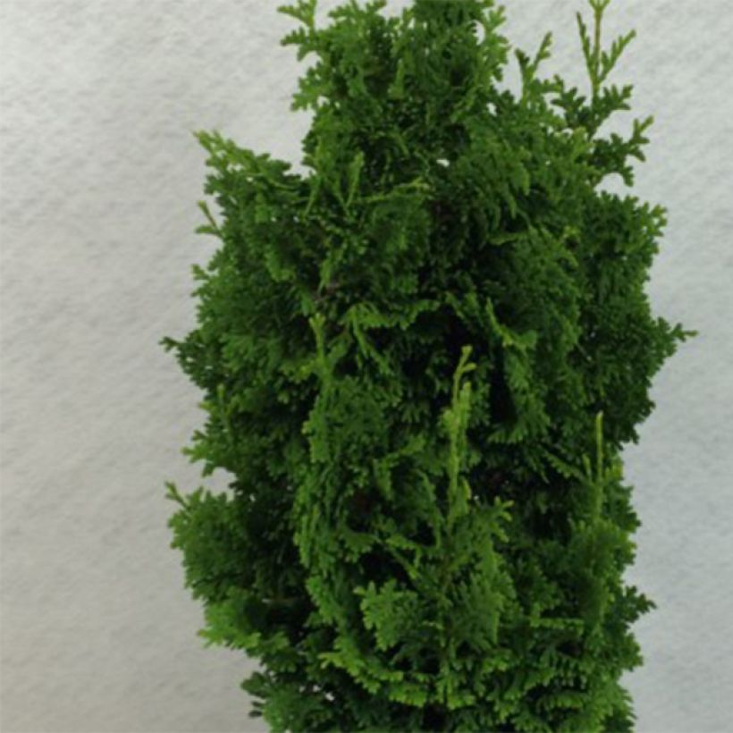 Thuja occidentalis Zmatlik - Westerse levensboom (Foliage)