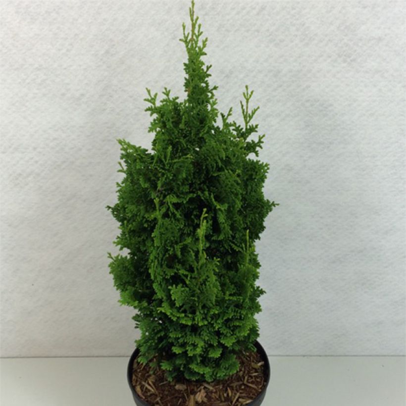 Thuja occidentalis Zmatlik - Westerse levensboom (Plant habit)