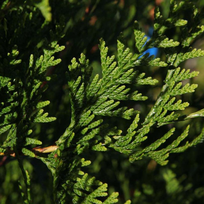 Thuja plicata Atrovirens - Reuzenlevensboom (Foliage)
