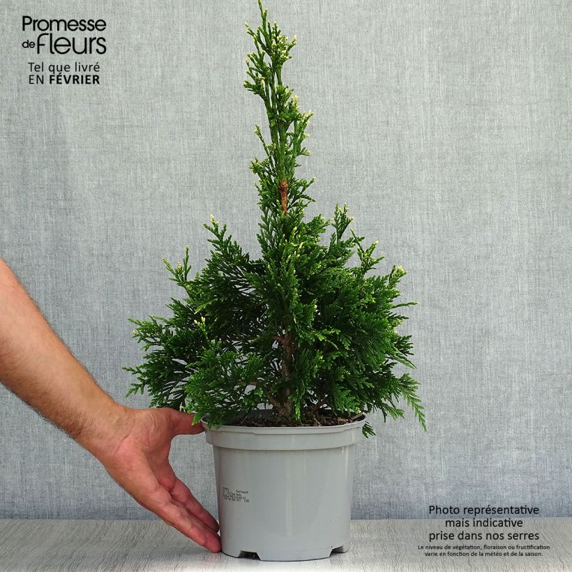 Exemplaar van Thuja plicata Can-Can - Reuzenlevensboom Pot van 2 l/3 l zoals geleverd in de herfst