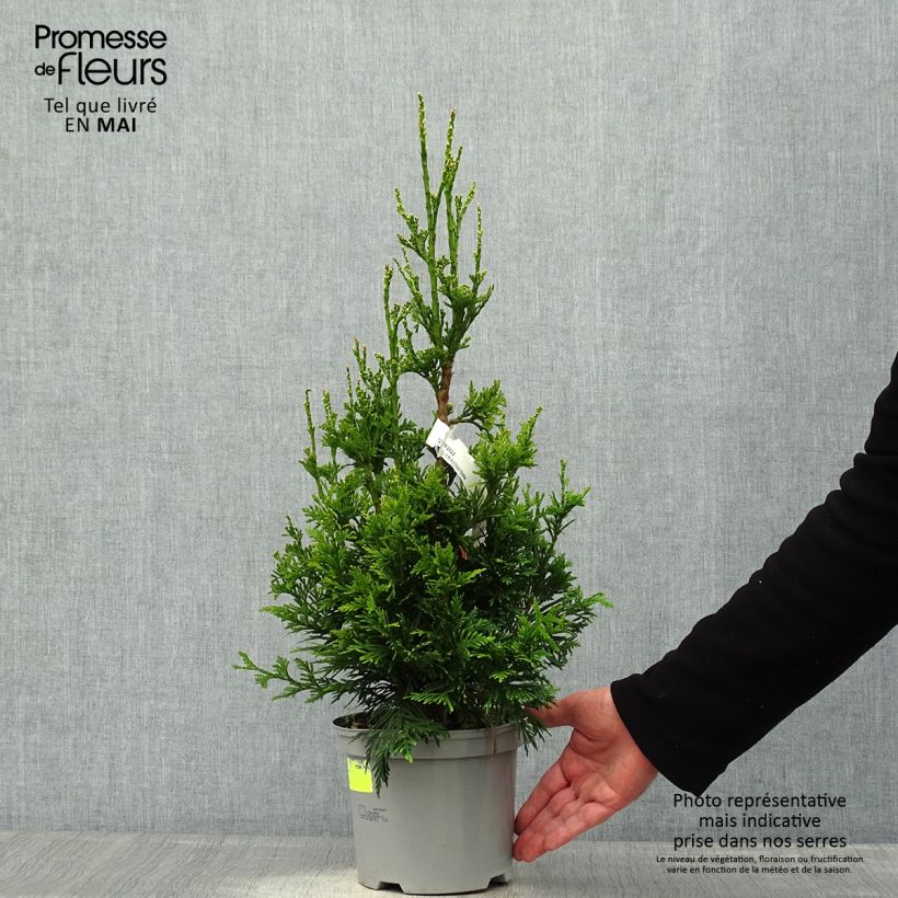 Exemplaar van Thuja plicata Can-Can - Reuzenlevensboom Pot van 2 l/3 l zoals geleverd in de lente