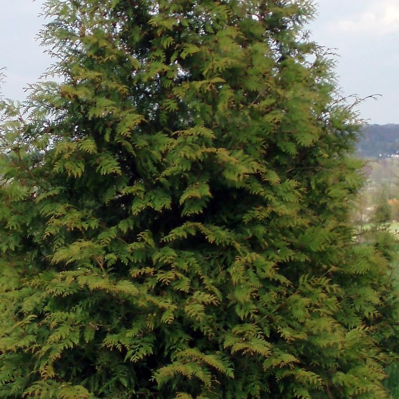 Thuja plicata Excelsa - Reuzenlevensboom (Foliage)