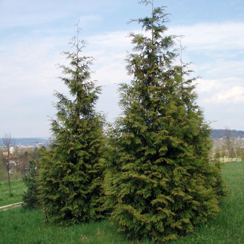 Thuja plicata Excelsa - Reuzenlevensboom (Plant habit)
