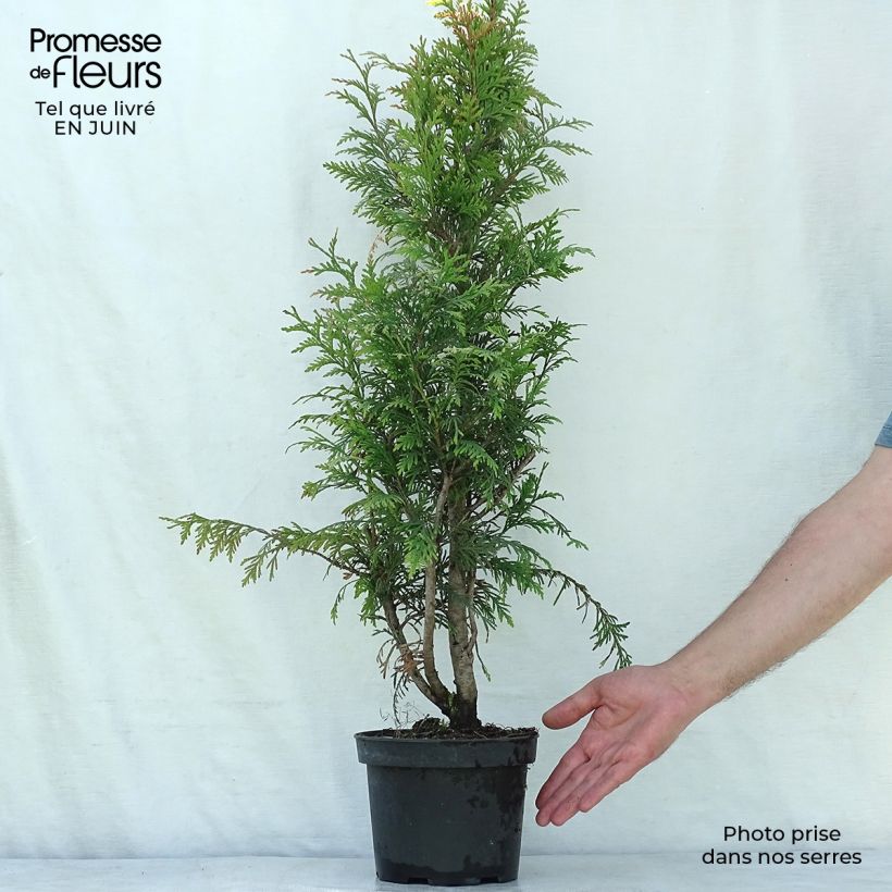 Exemplaar van Thuja plicata Excelsa - Reuzenlevensboom Pot van 2 l/3 l zoals geleverd in de zomer