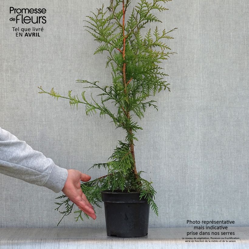 Exemplaar van Thuja plicata Excelsa - Reuzenlevensboom Pot van 2 l/3 l zoals geleverd in de lente