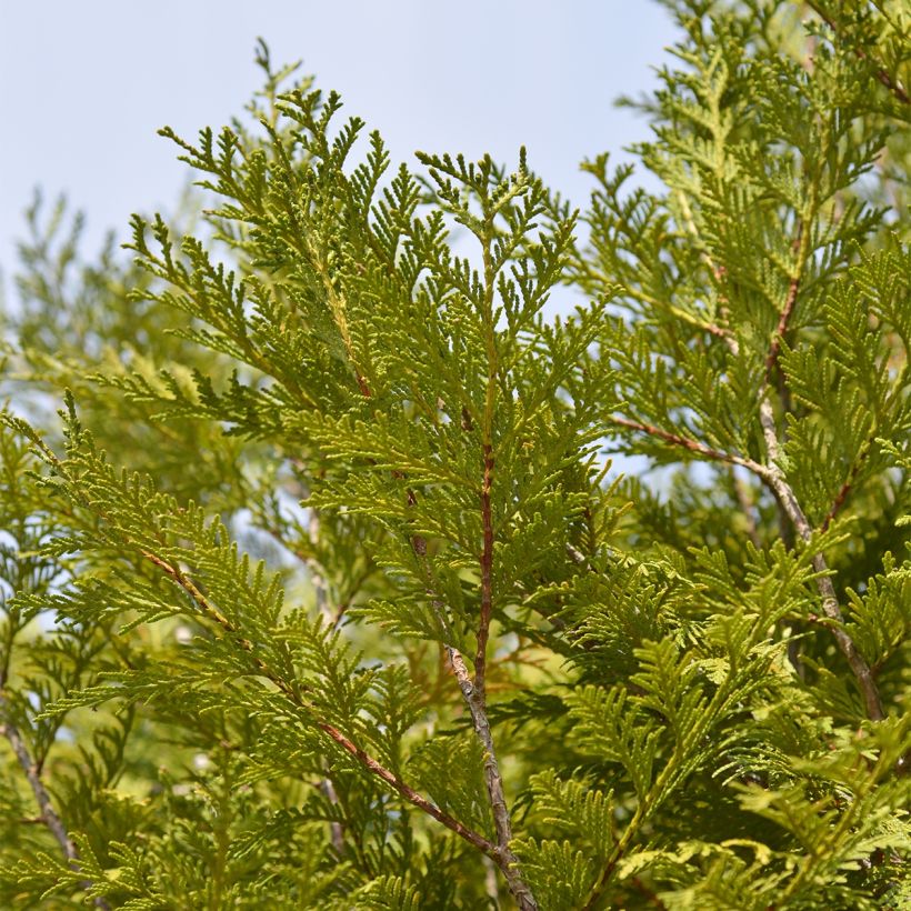 Thuja plicata Martin - Reuzenlevensboom (Foliage)