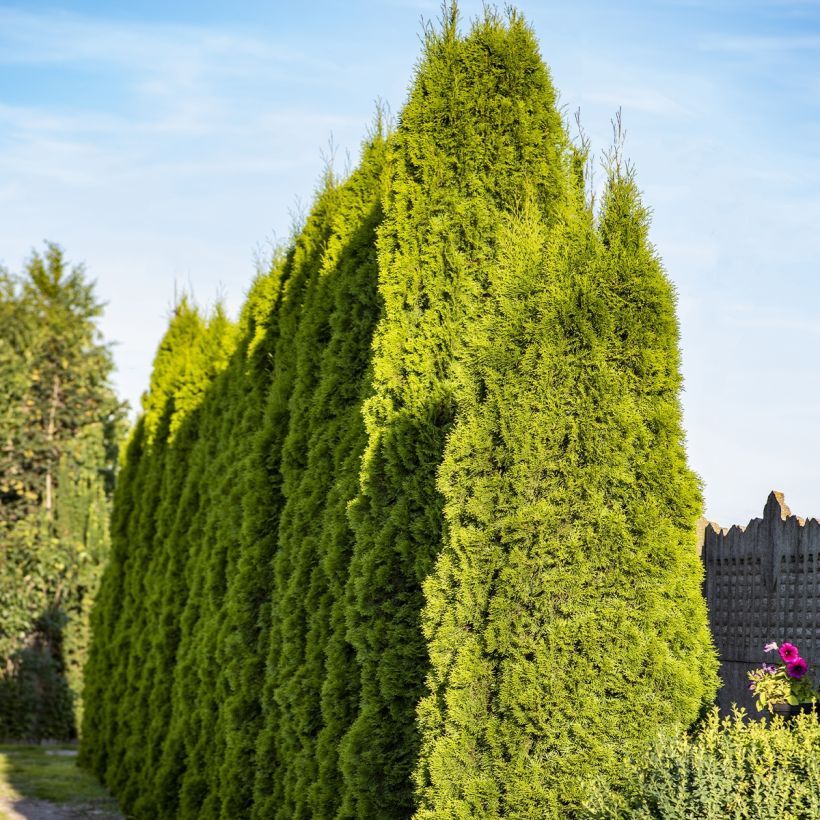 Thuja plicata Martin - Reuzenlevensboom (Plant habit)