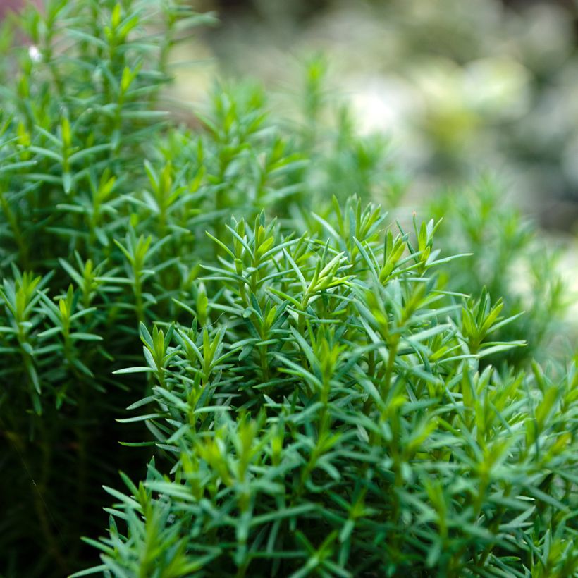 Thuja occidentalis Teddy - Westerse levensboom (Blad)
