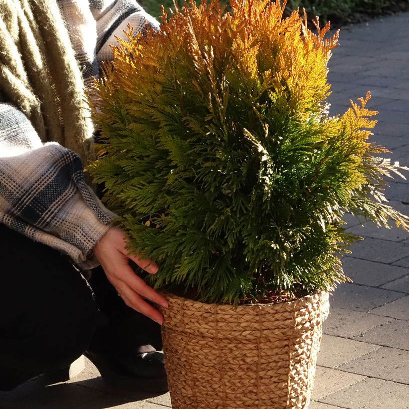 Thuja plicata 4 Ever Goldy - Reuzenlevensboom (Groeiplaats)