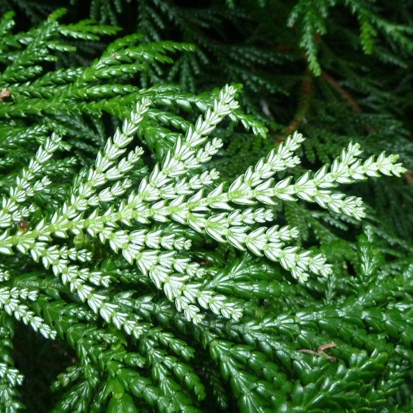 Thujopsis dolabrata - Hibacipres (Foliage)