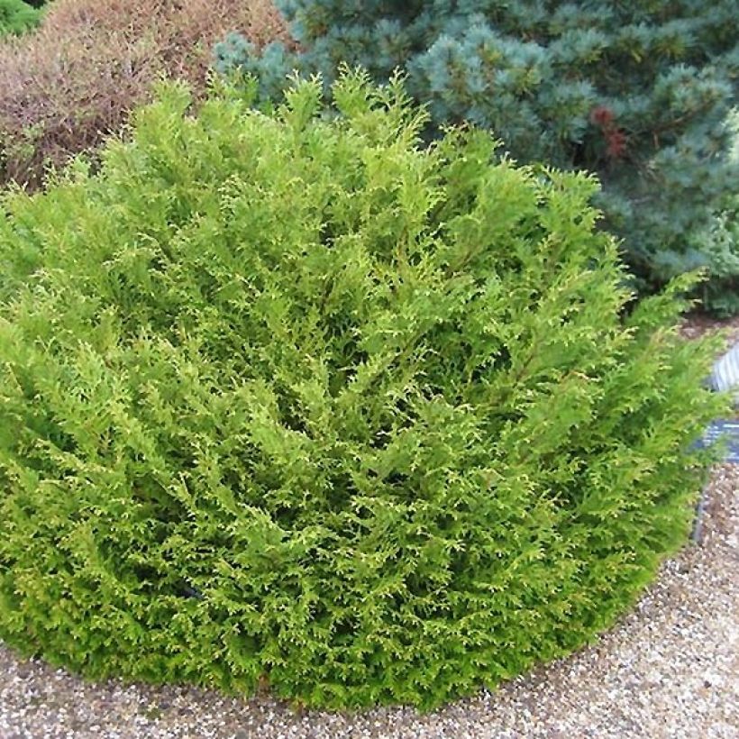 Thujopsis dolabrata Nana - Hibacipres (Plant habit)