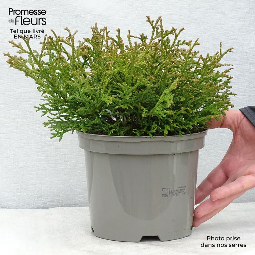 Exemplaar van Thujopsis dolabrata Nana - Hibacipres Pot van 2 l/3 l zoals geleverd in de lente