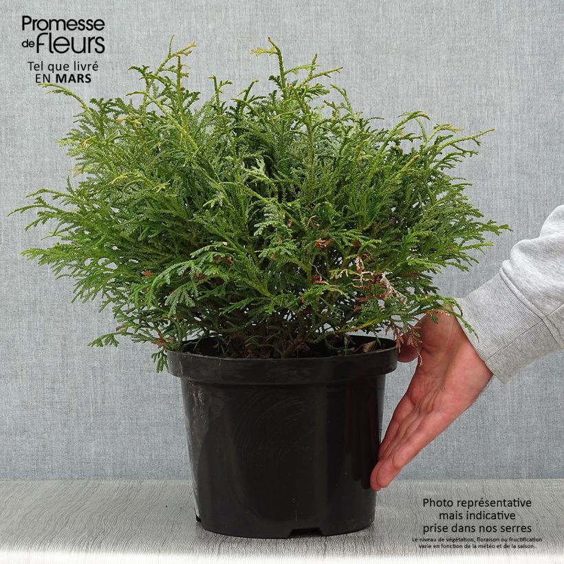 Example of Thujopsis dolobrata Nana Pot van 4 l/5 l as you get in hiver