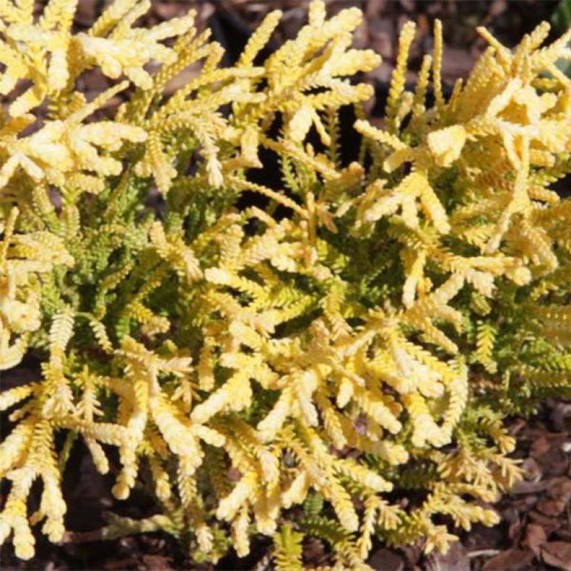 Thujopsis dolabrata Solar Flare - Hibacipres (Foliage)