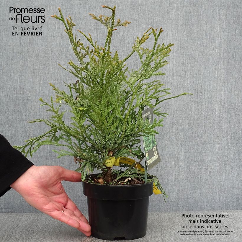 Example of Thujopsis dolobrata Pot van 2 l/3 l as you get in hiver