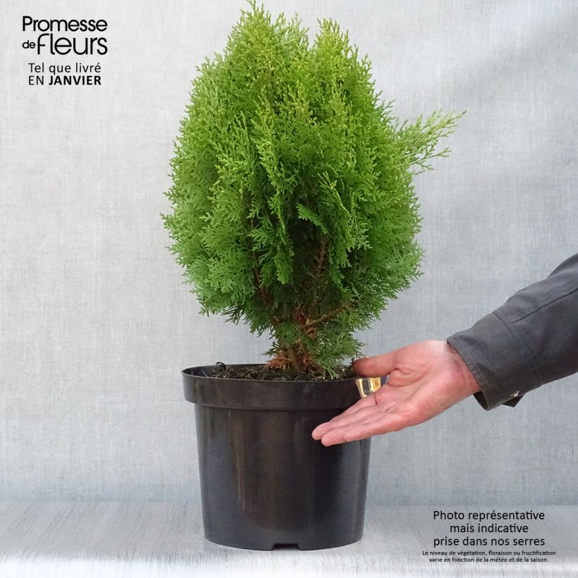 Example of Thuya d'Orient - Platycladus orientalis Aurea Nana Pot van 7,5 l/10 l as you get in hiver