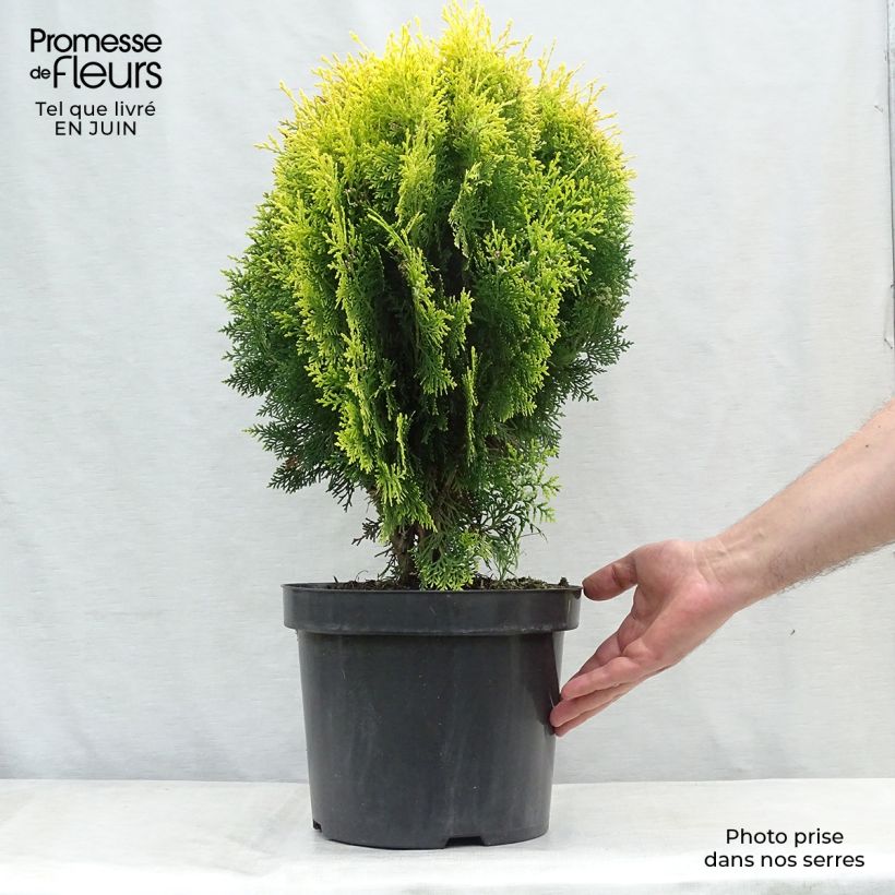 Exemplaar van Platycladus orientalis Aurea Nana - Oosterse levensboom Pot van 7,5 l/10 l zoals geleverd in de zomer
