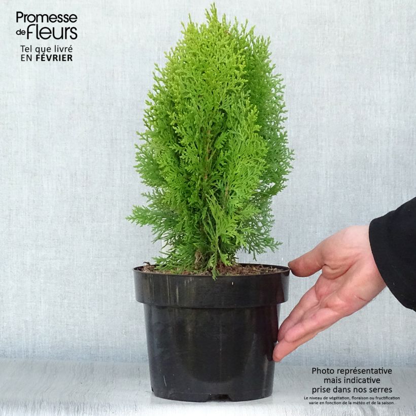 Example of Thuya d'Orient - Platycladus orientalis Aurea Nana Pot van 2 l/3 l as you get in hiver