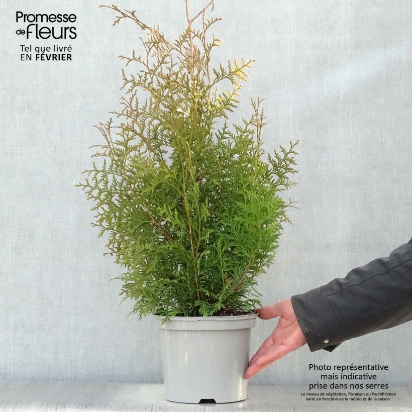 Example of Thuja occidentalis Brabant - Westerse levensboom Pot van 2 l/3 l as you get in hiver