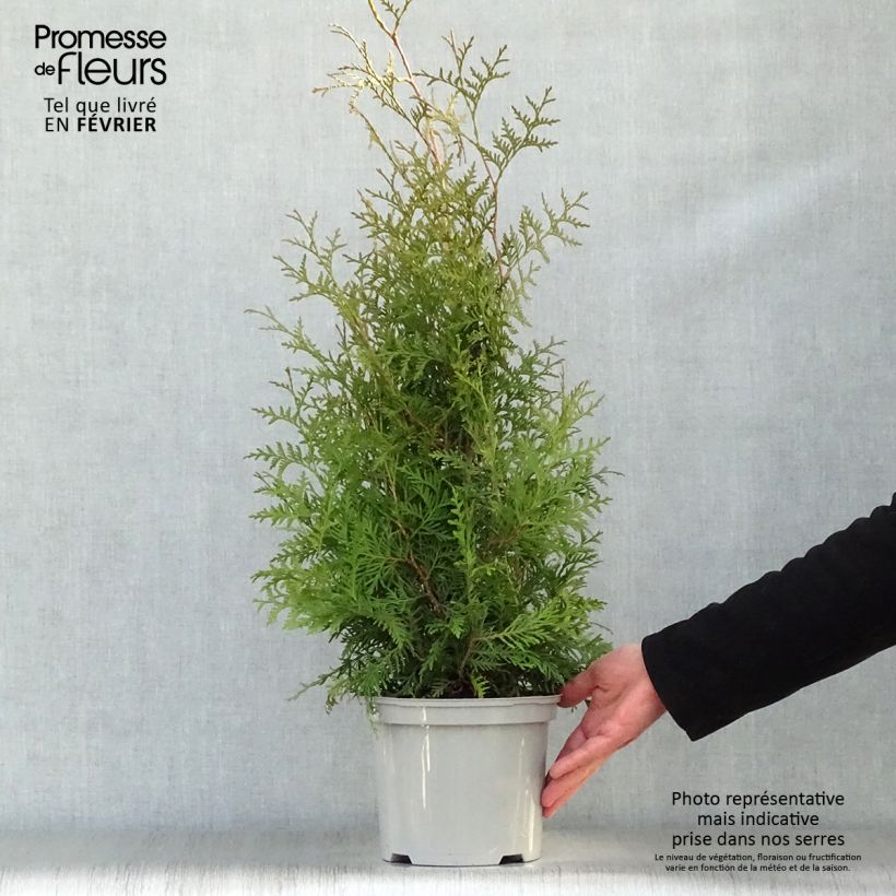 Example of Thuja occidentalis Brabant - Westerse levensboom Pot van 4 l/5 l as you get in hiver