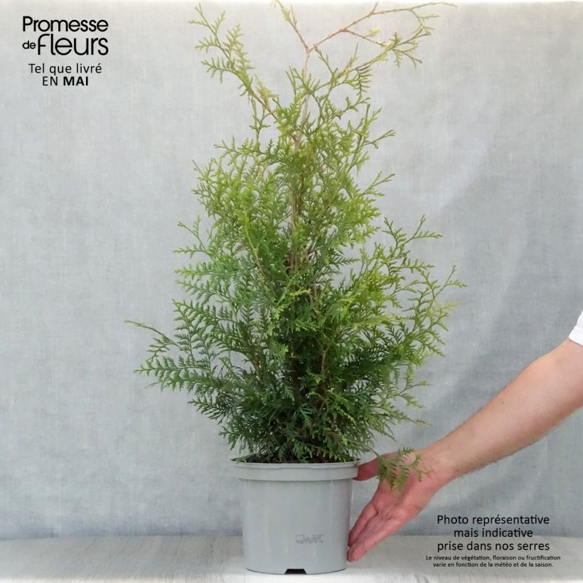 Exemplaar van Thuja occidentalis Brabant - Westerse levensboom Pot van 4 l/5 l zoals geleverd in de lente