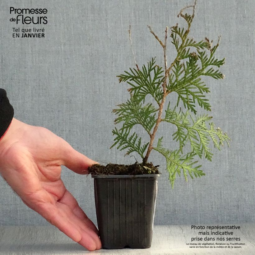 Example of Thuja occidentalis Brabant - Westerse levensboom Kweekpotje van 8/9 cm as you get in hiver