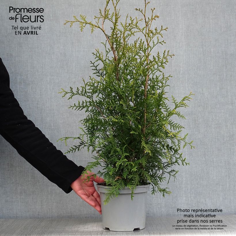 Exemplaar van Thuja occidentalis Brabant - Westerse levensboom Pot van 2 l/3 l zoals geleverd in de lente