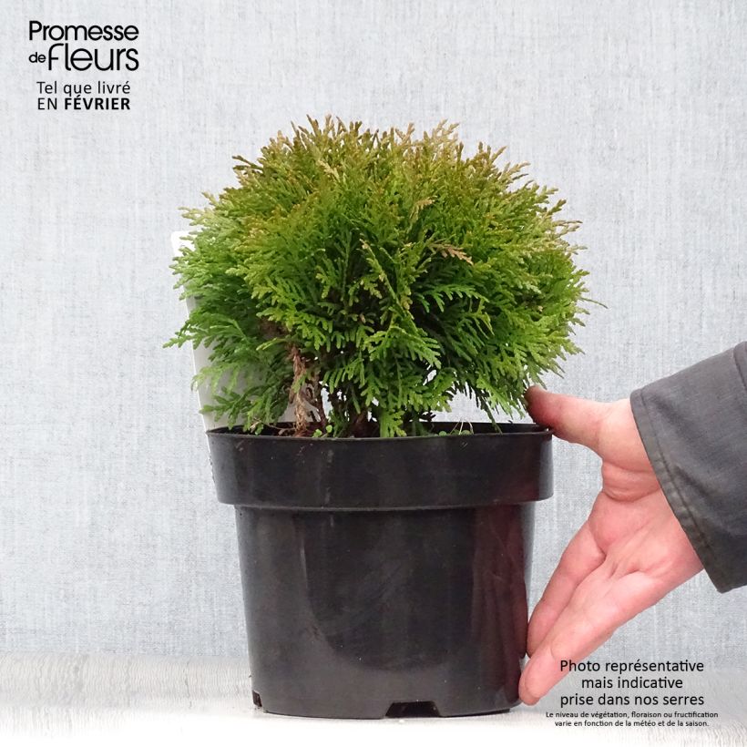 Example of Thuja occidentalis Danica - Westerse levensboom Pot van 2 l/3 l as you get in hiver