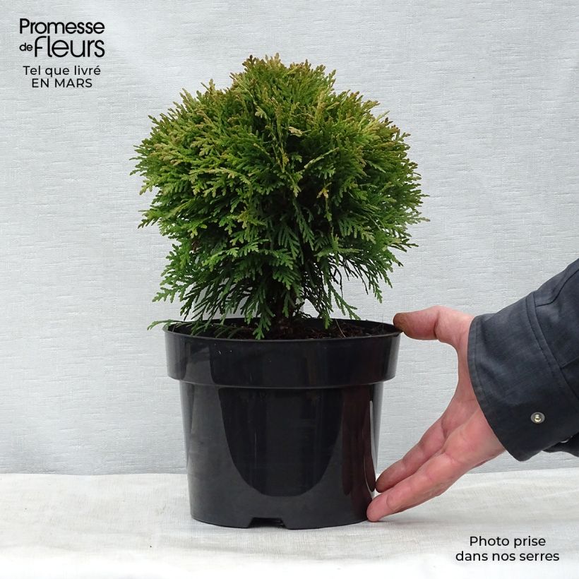 Exemplaar van Thuja occidentalis Danica - Westerse levensboom Pot van 2 l/3 l zoals geleverd in de lente