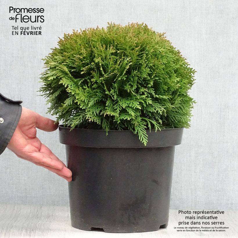 Example of Thuja occidentalis Danica - Westerse levensboom Pot van 7,5 l/10 l as you get in hiver