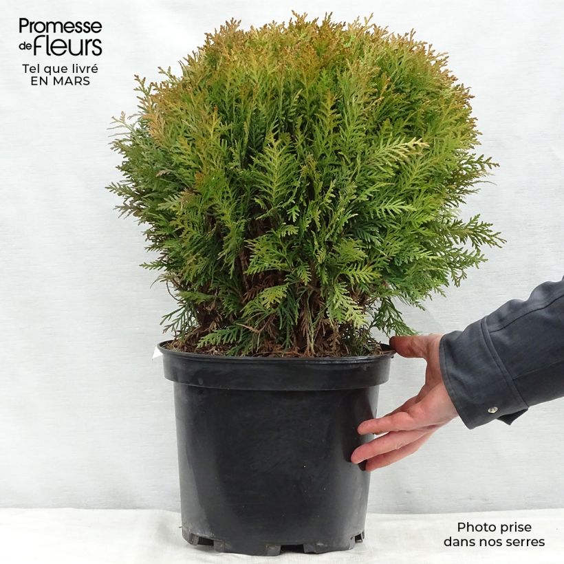 Exemplaar van Thuja occidentalis Danica - Westerse levensboom Pot van 7,5 l/10 l zoals geleverd in de lente