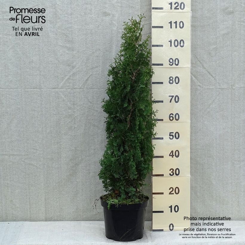 Exemplaar van Thuja occidentalis Degroot's Spire - Westerse levensboom Pot van 7,5 l/10 l zoals geleverd in de lente